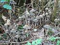 2011-10-02, Pilze (19)